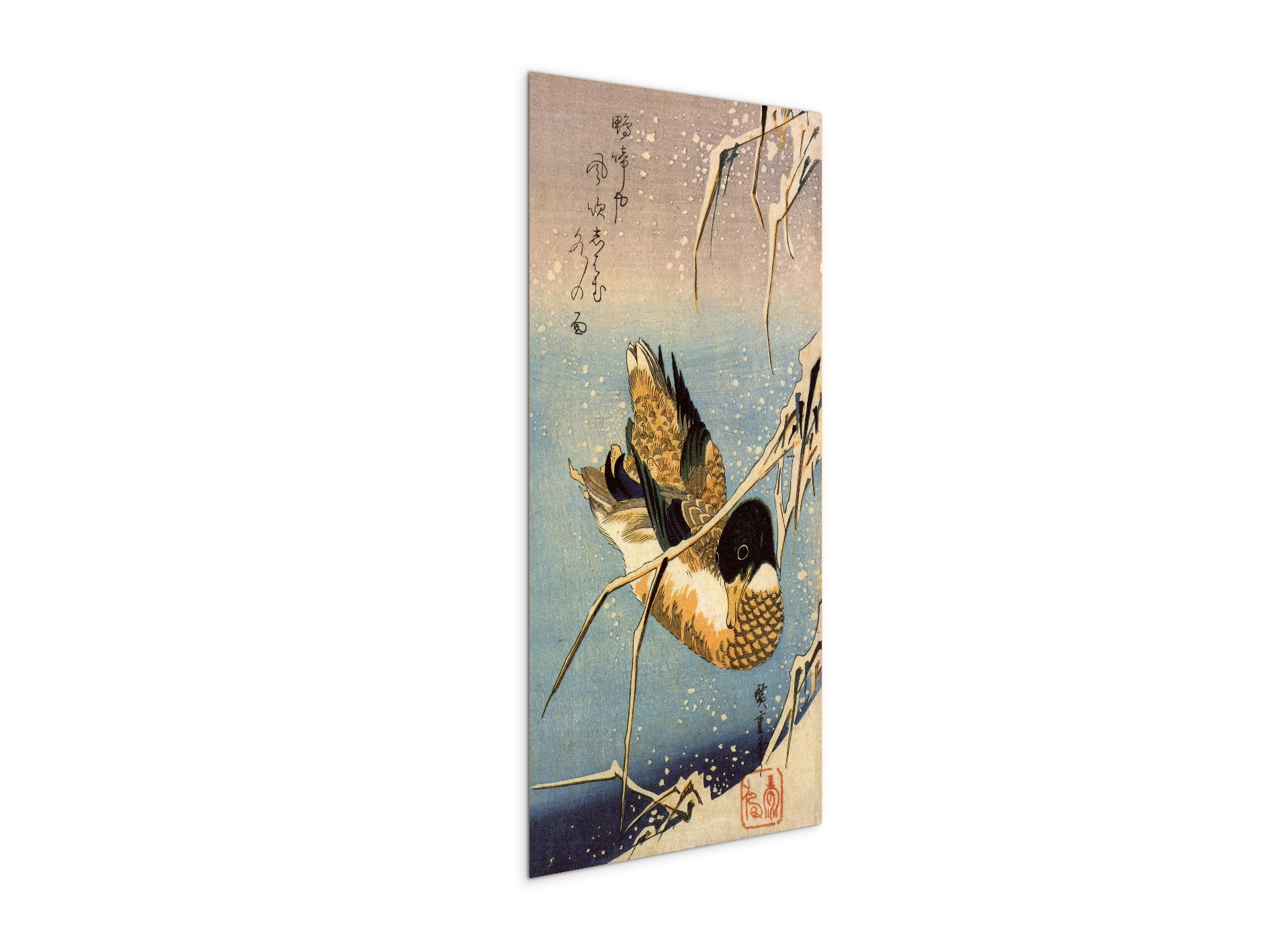 wild-duckas93036-