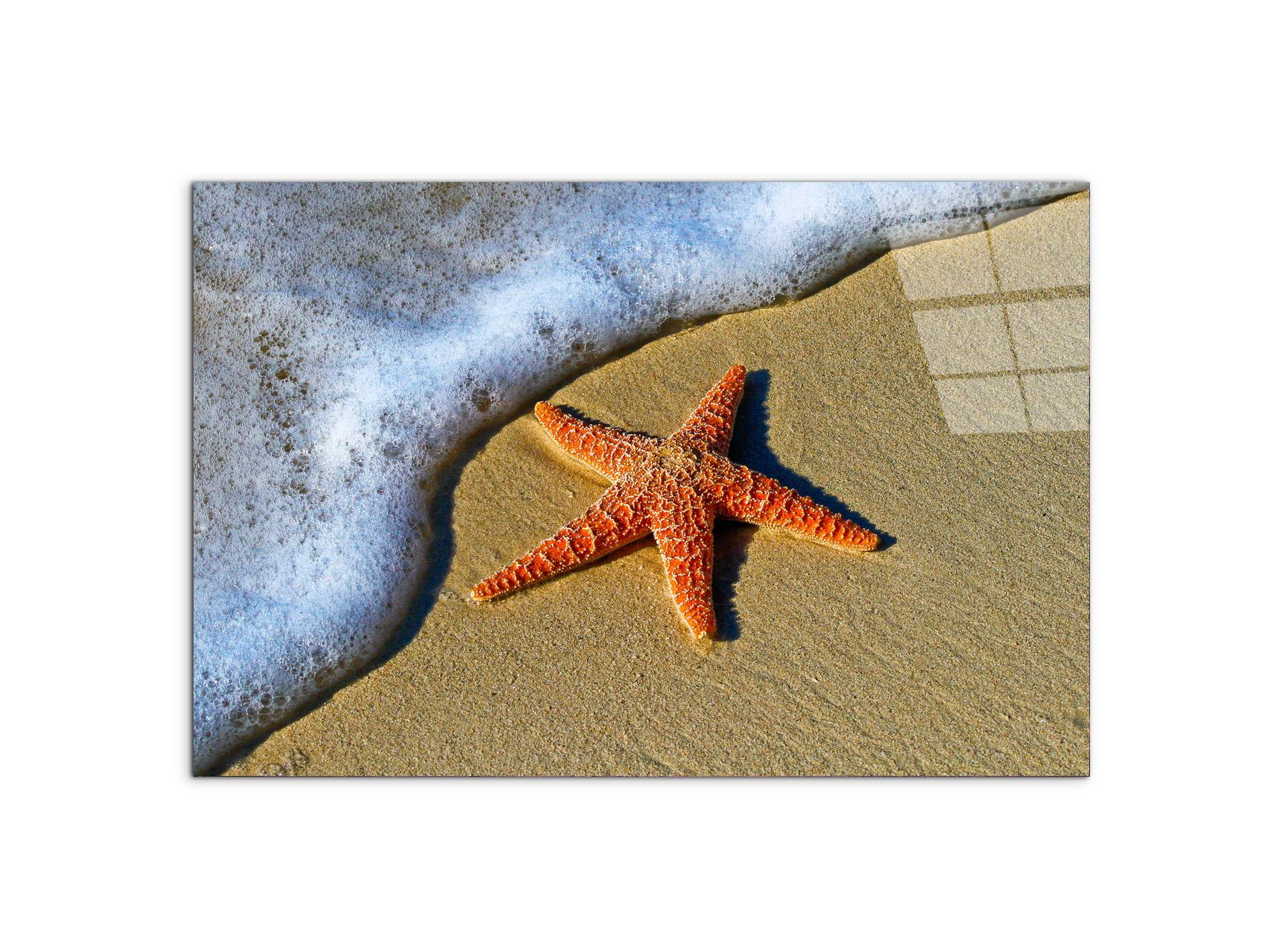 starfish-on-the-beachas93400-#materiale_CrystalArt/dimensioni_79,5x53