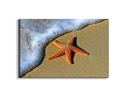 starfish-on-the-beachas93400-