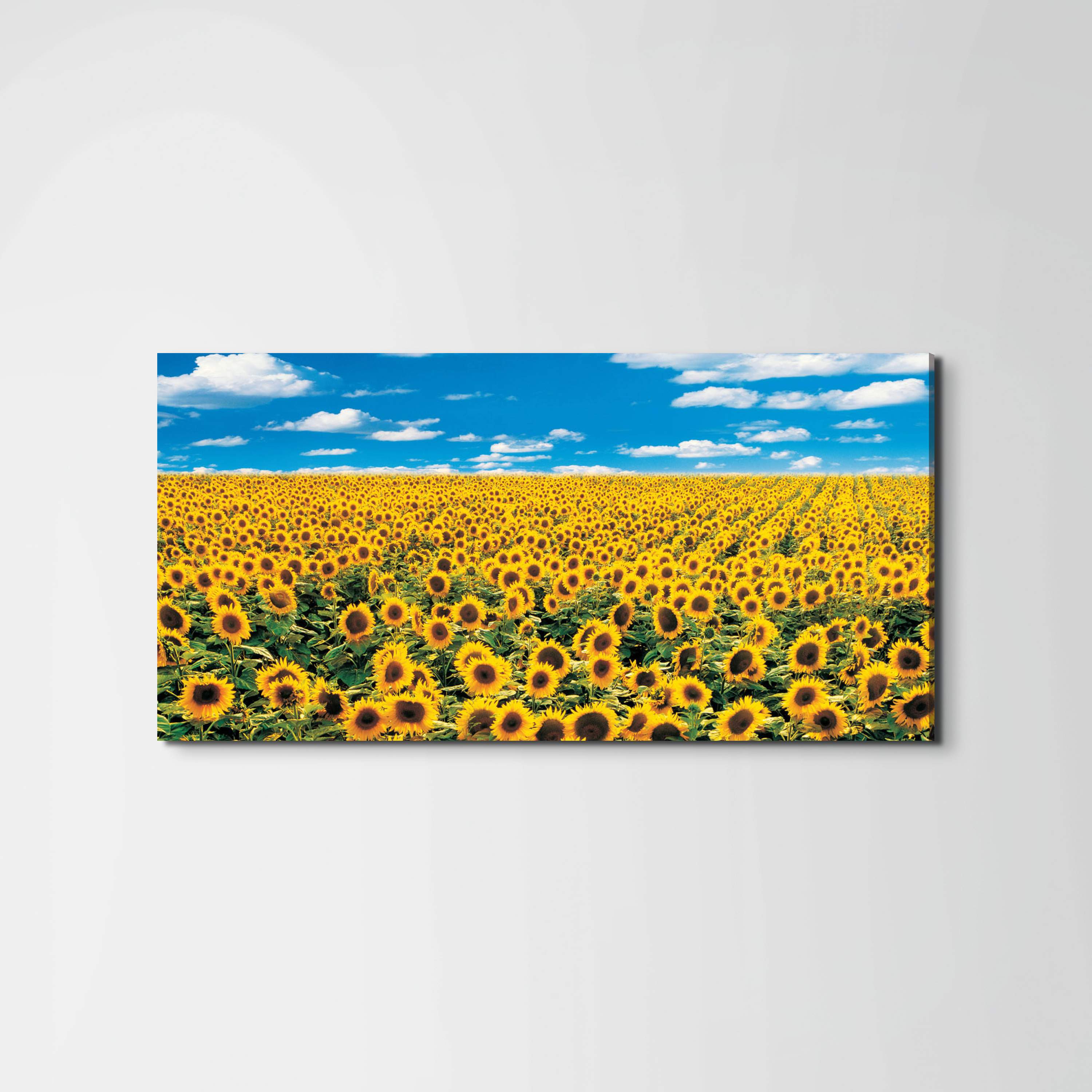 sunflowerec14546-#materiale_EarthArt/dimensioni_100x50