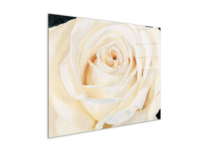 white-roseec17430-