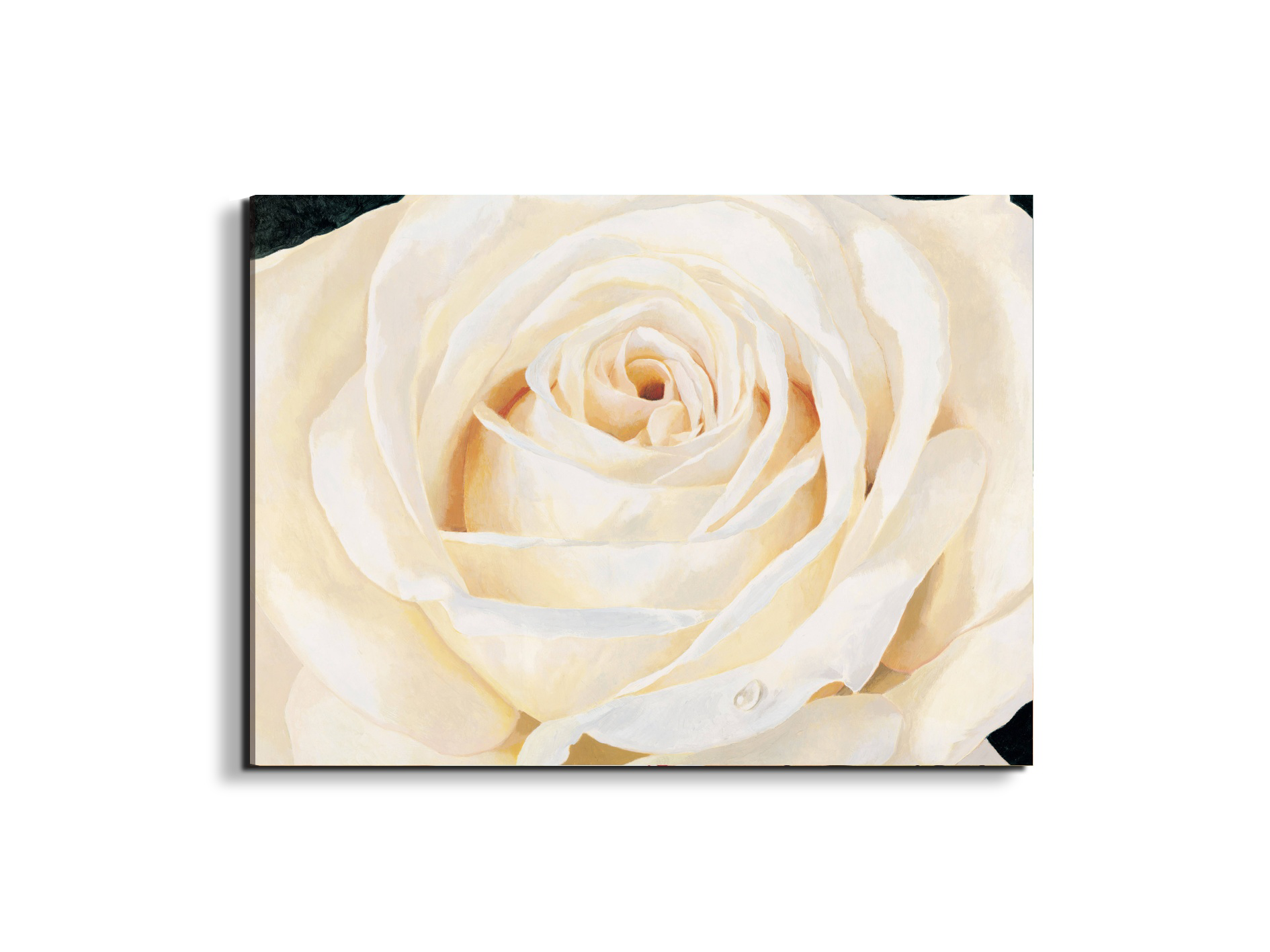 white-roseec17430-