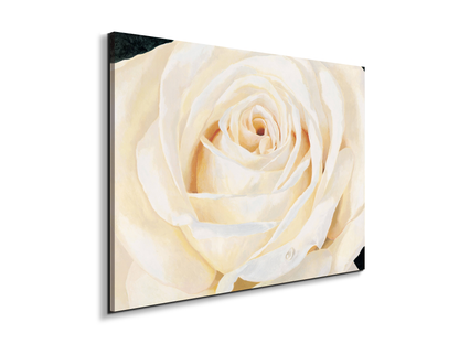 white-roseec17430-