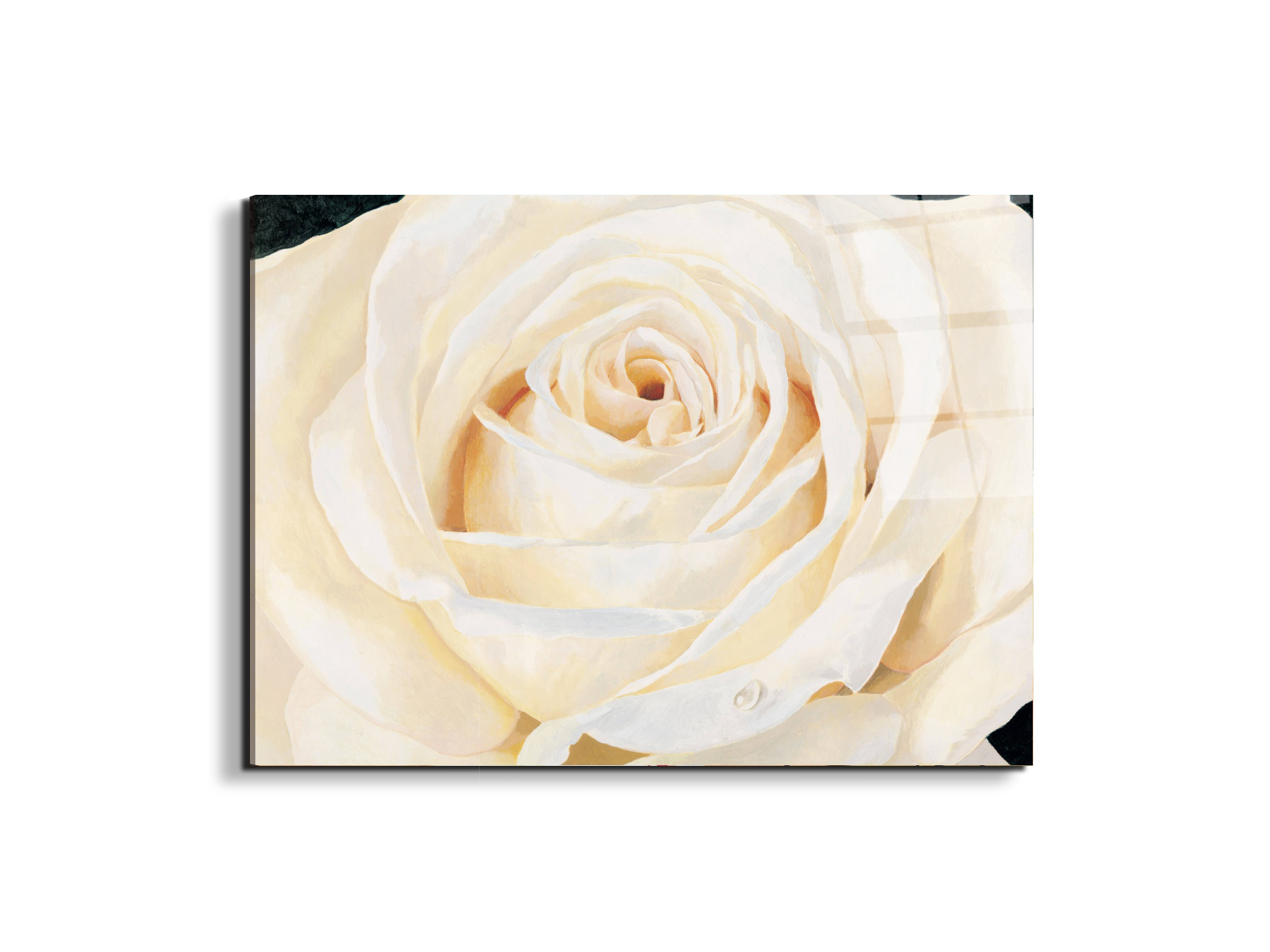 white-roseec17430-