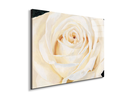white-roseec17430-
