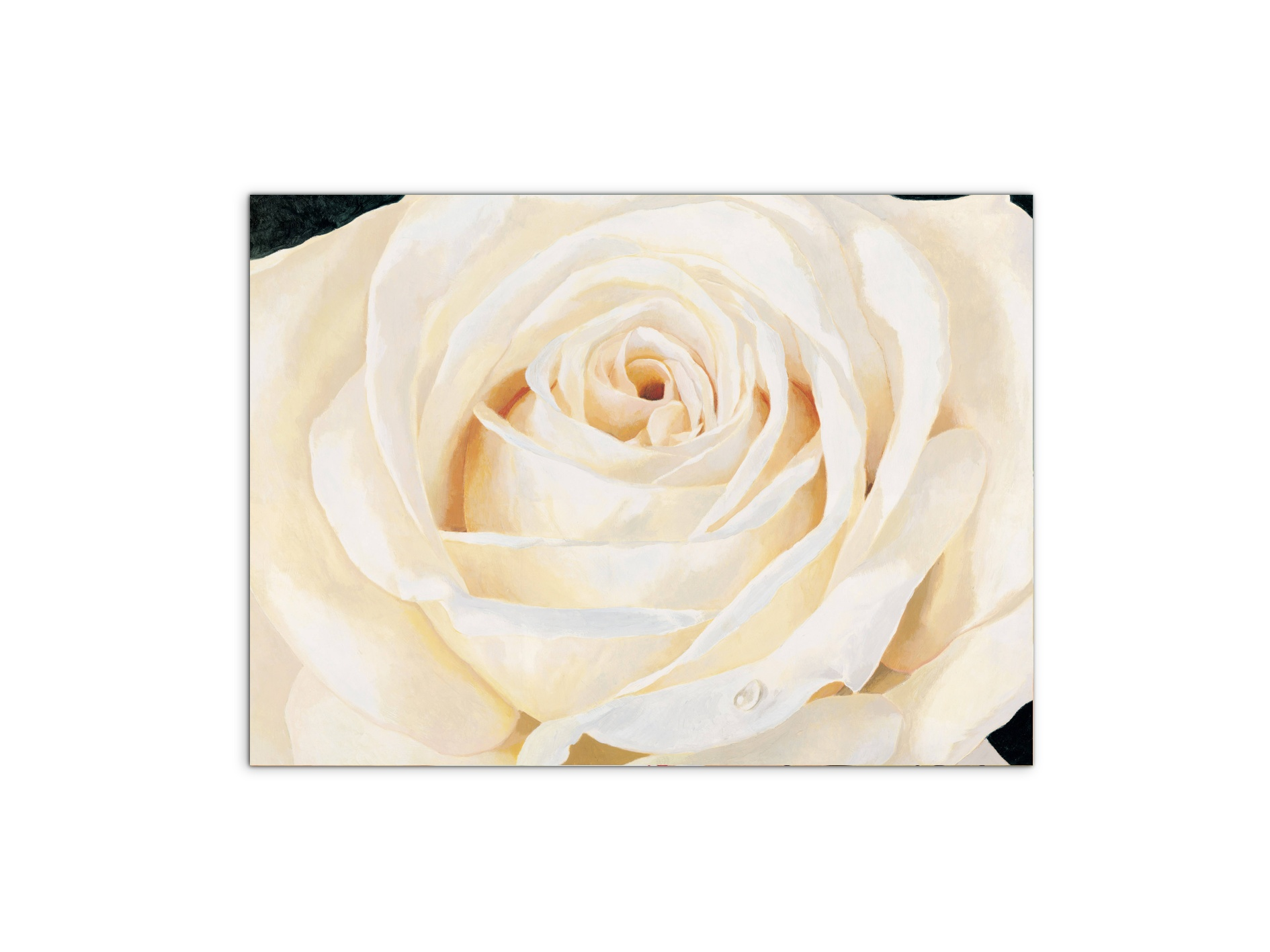 white-roseec17430-