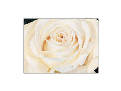 white-roseec17430-
