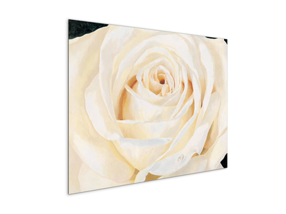 white-roseec17430-