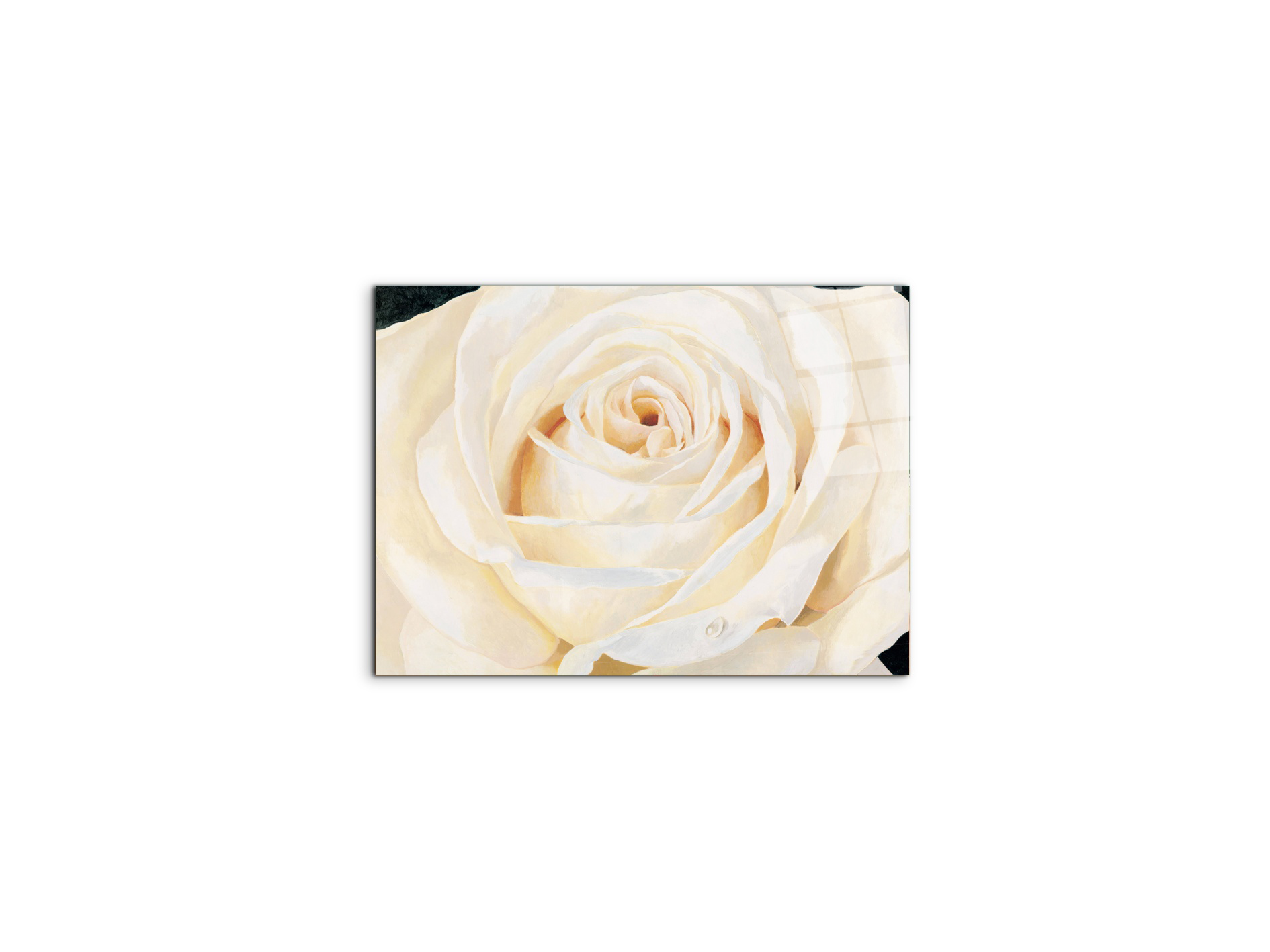 white-roseec17430-#materiale_CrystalArt/dimensioni_50x37,42