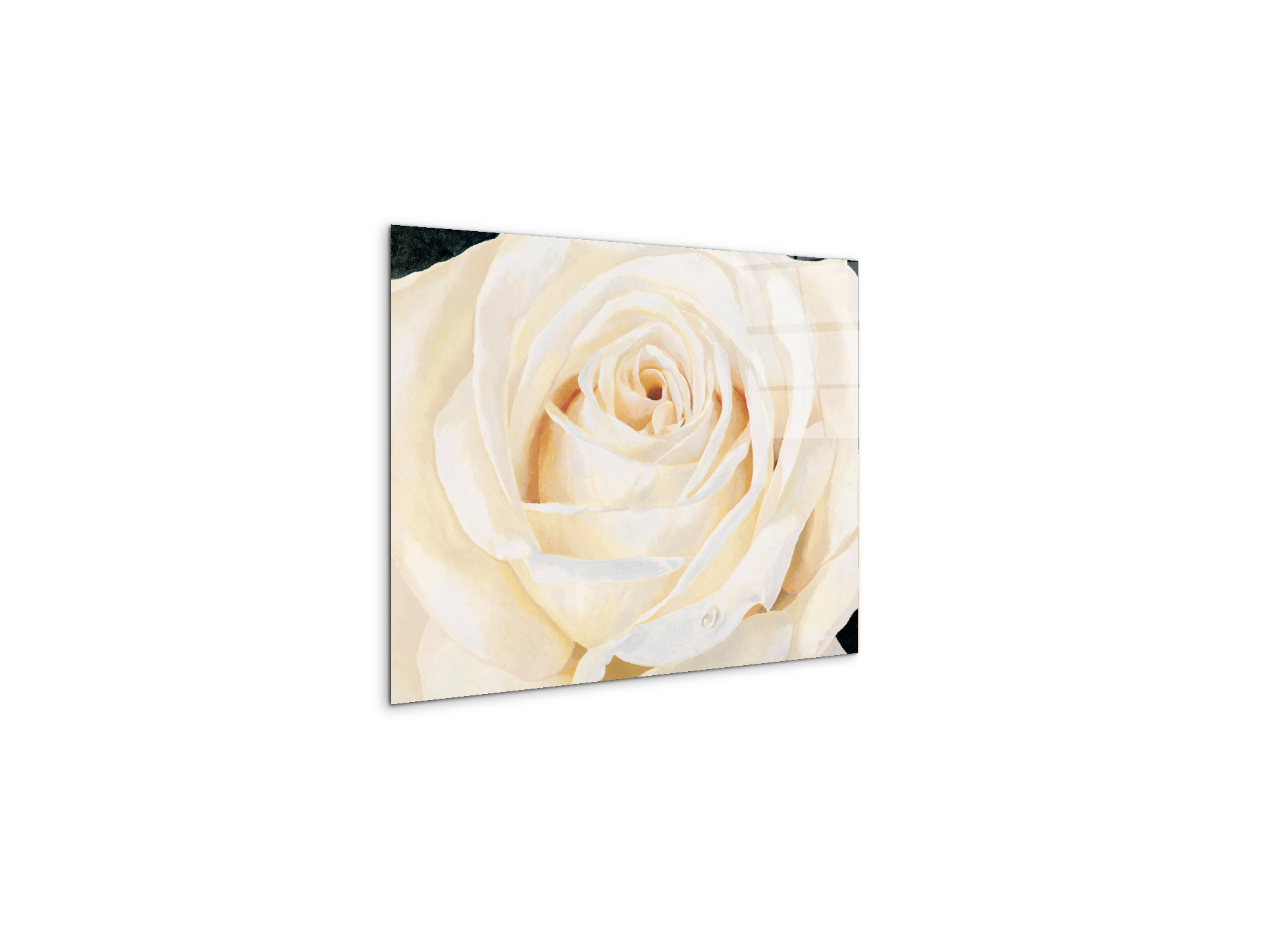 white-roseec17430-