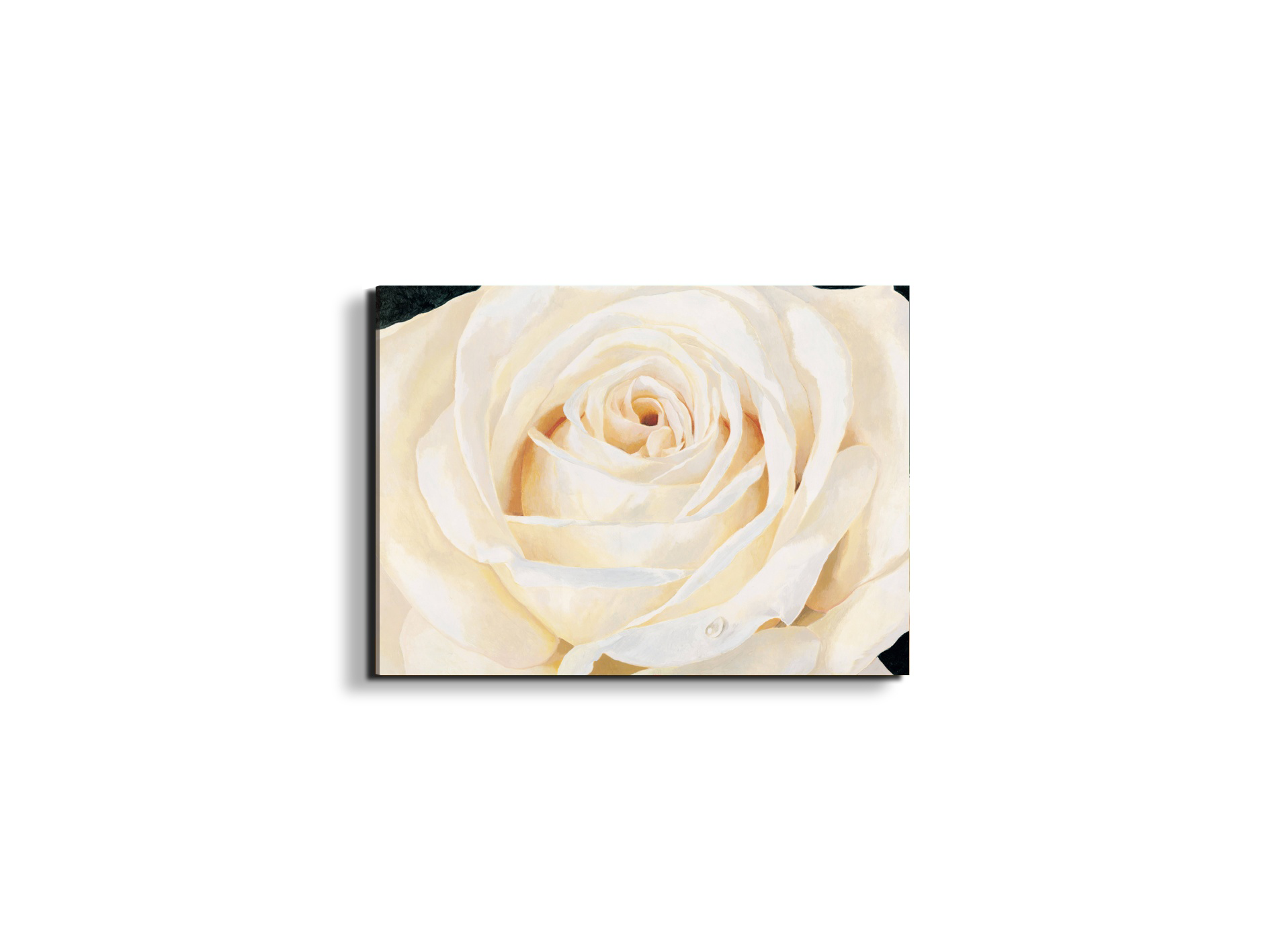 white-roseec17430-
