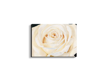 white-roseec17430-