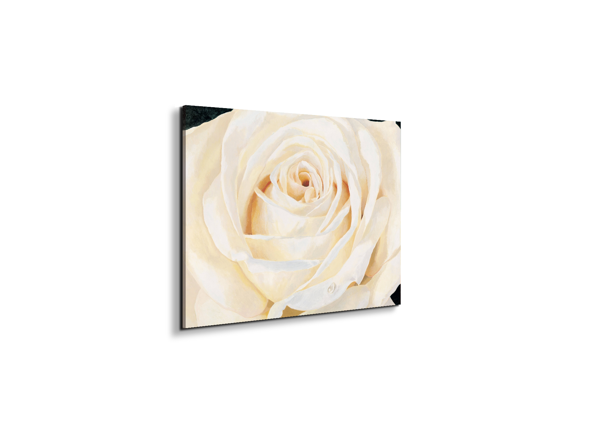 white-roseec17430-