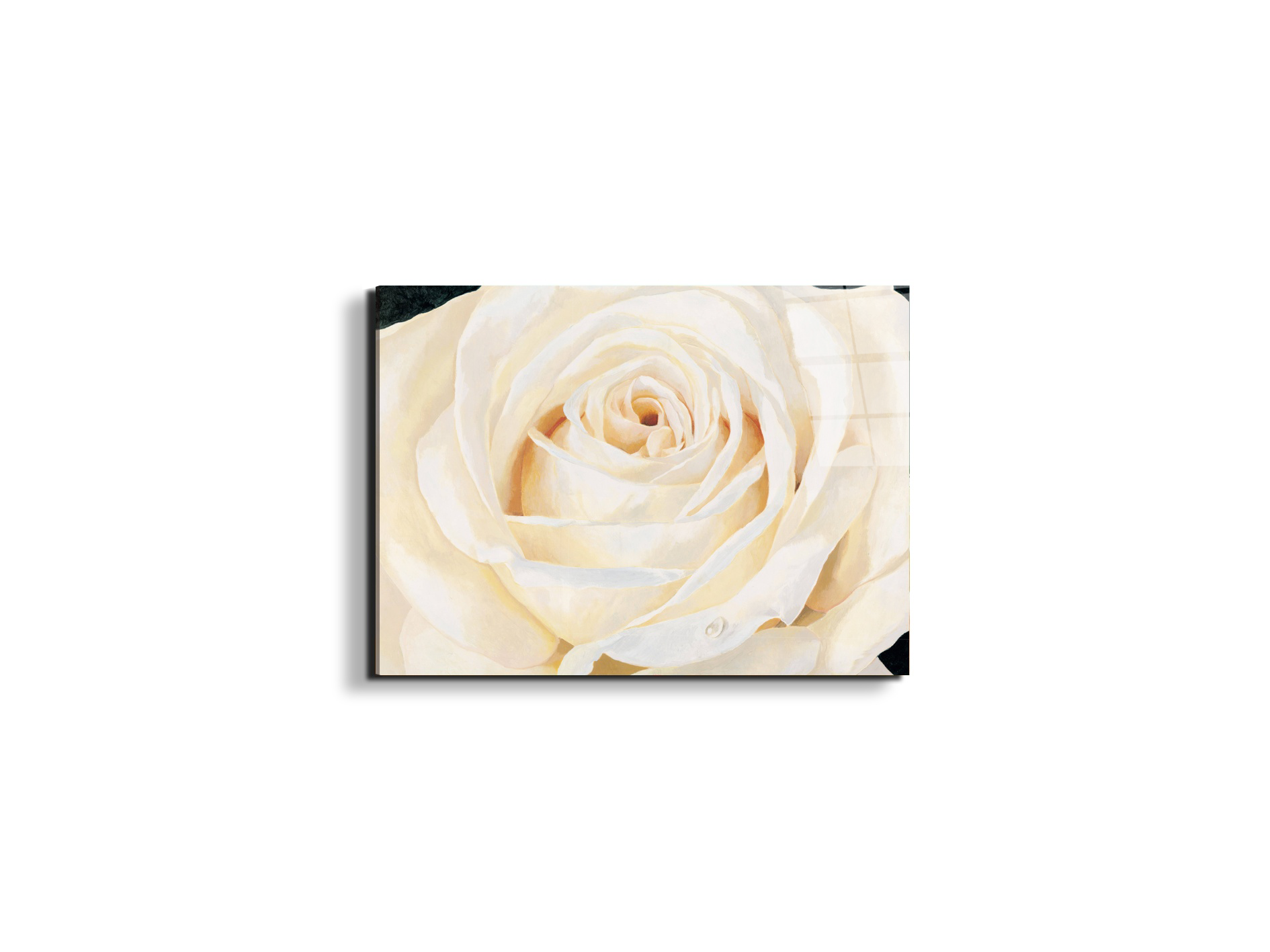 white-roseec17430-