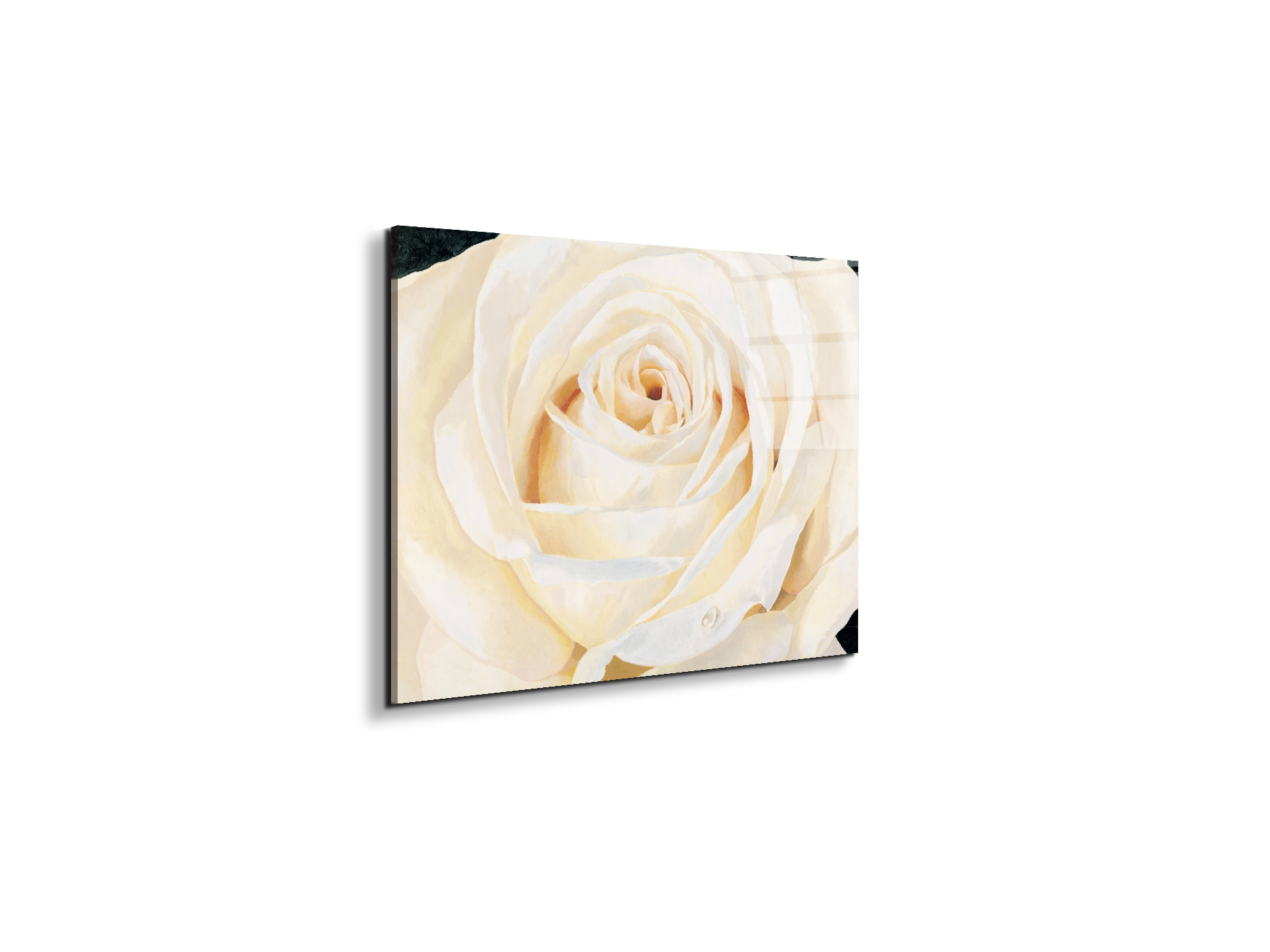 white-roseec17430-