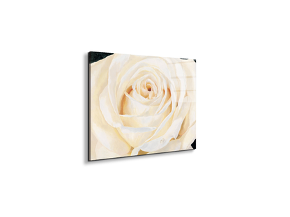 white-roseec17430-