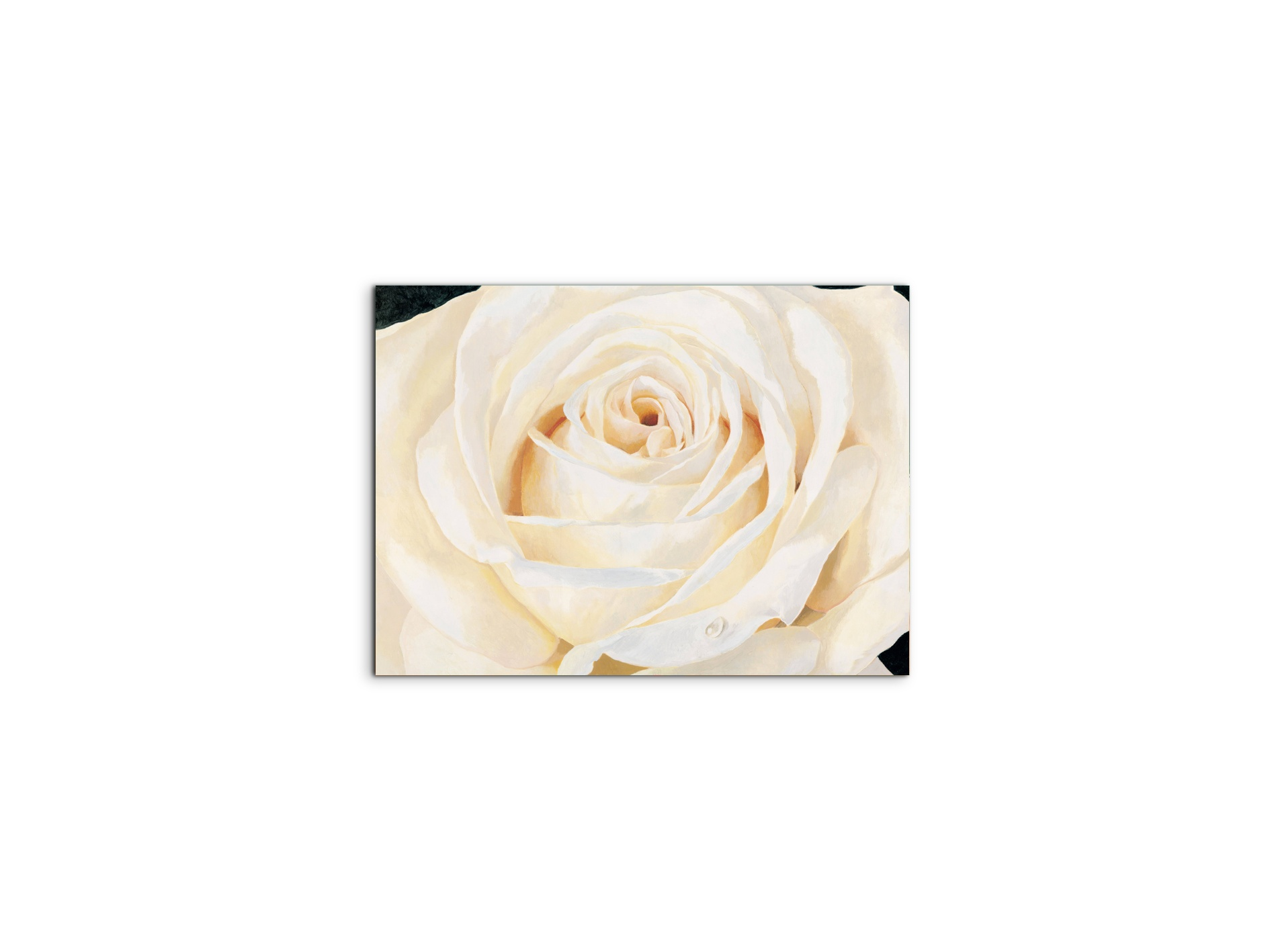 white-roseec17430-