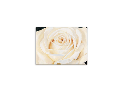 white-roseec17430-
