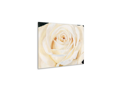 white-roseec17430-