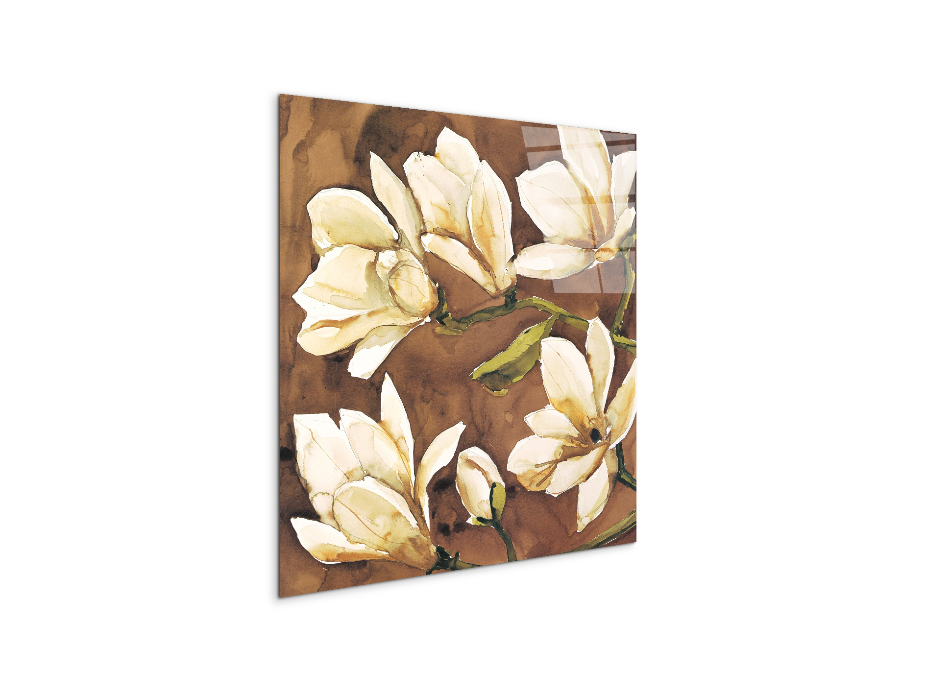 magnoliaec17808-