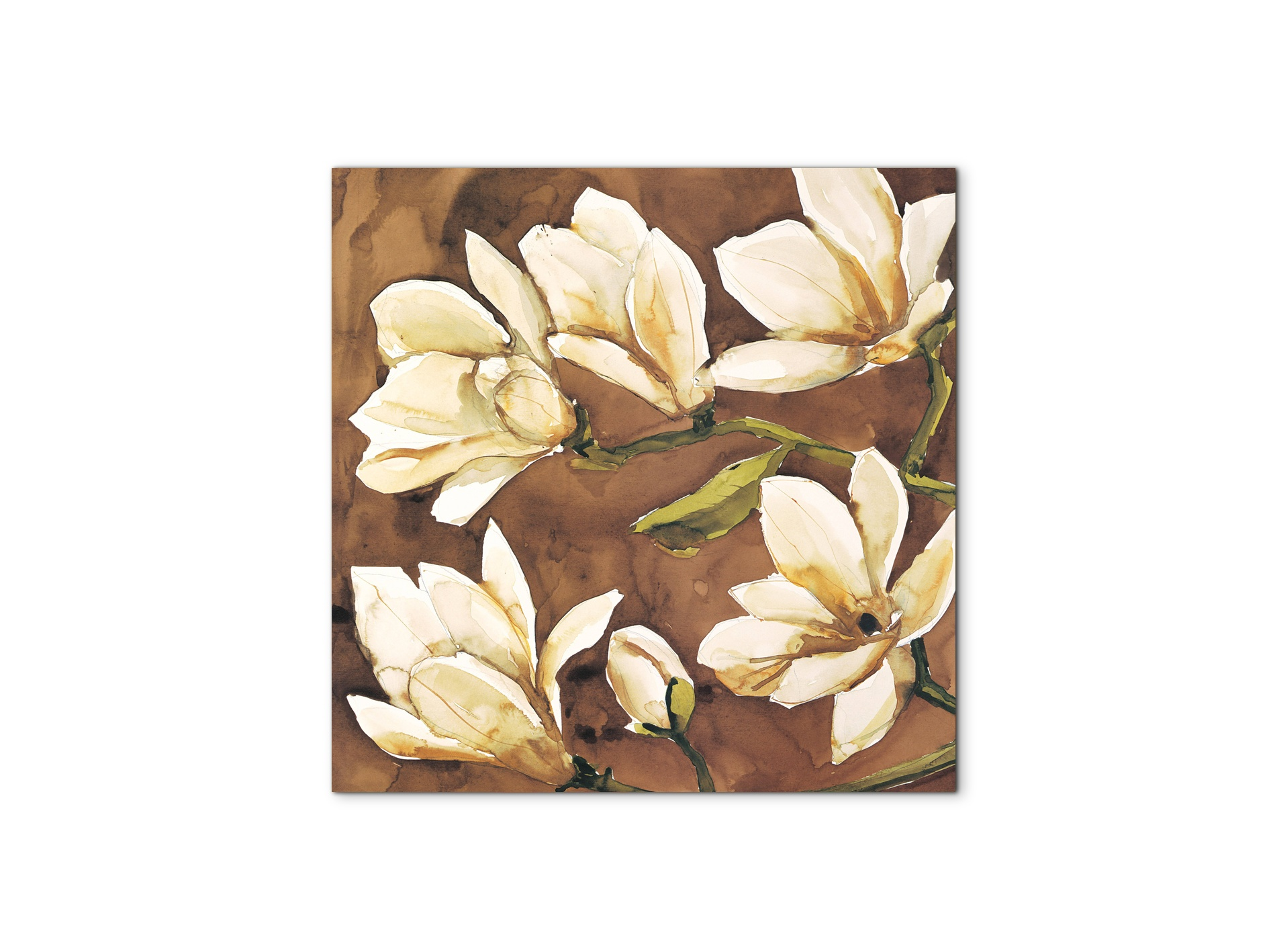 magnoliaec17808-