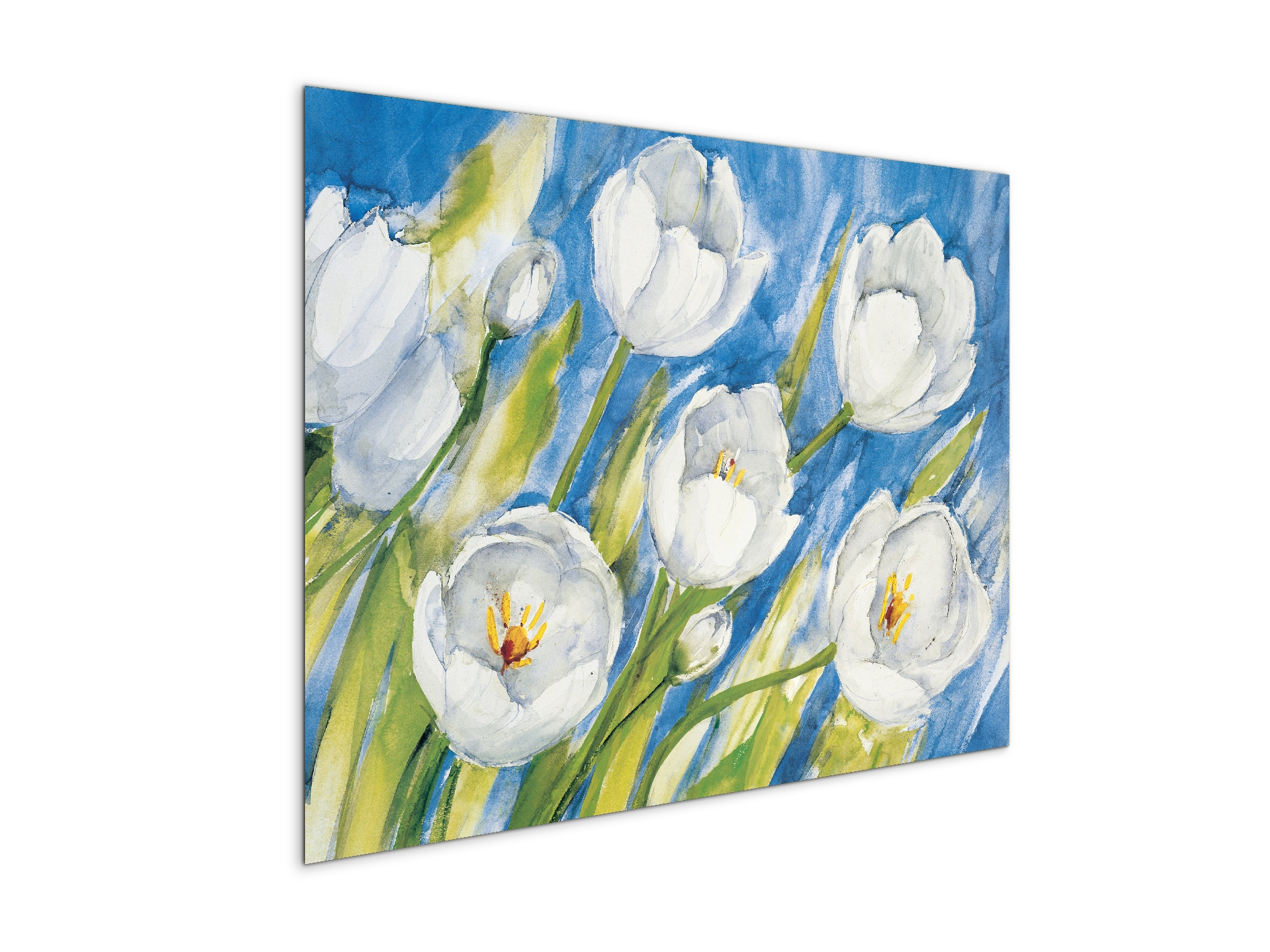tulips-whiteec17819-