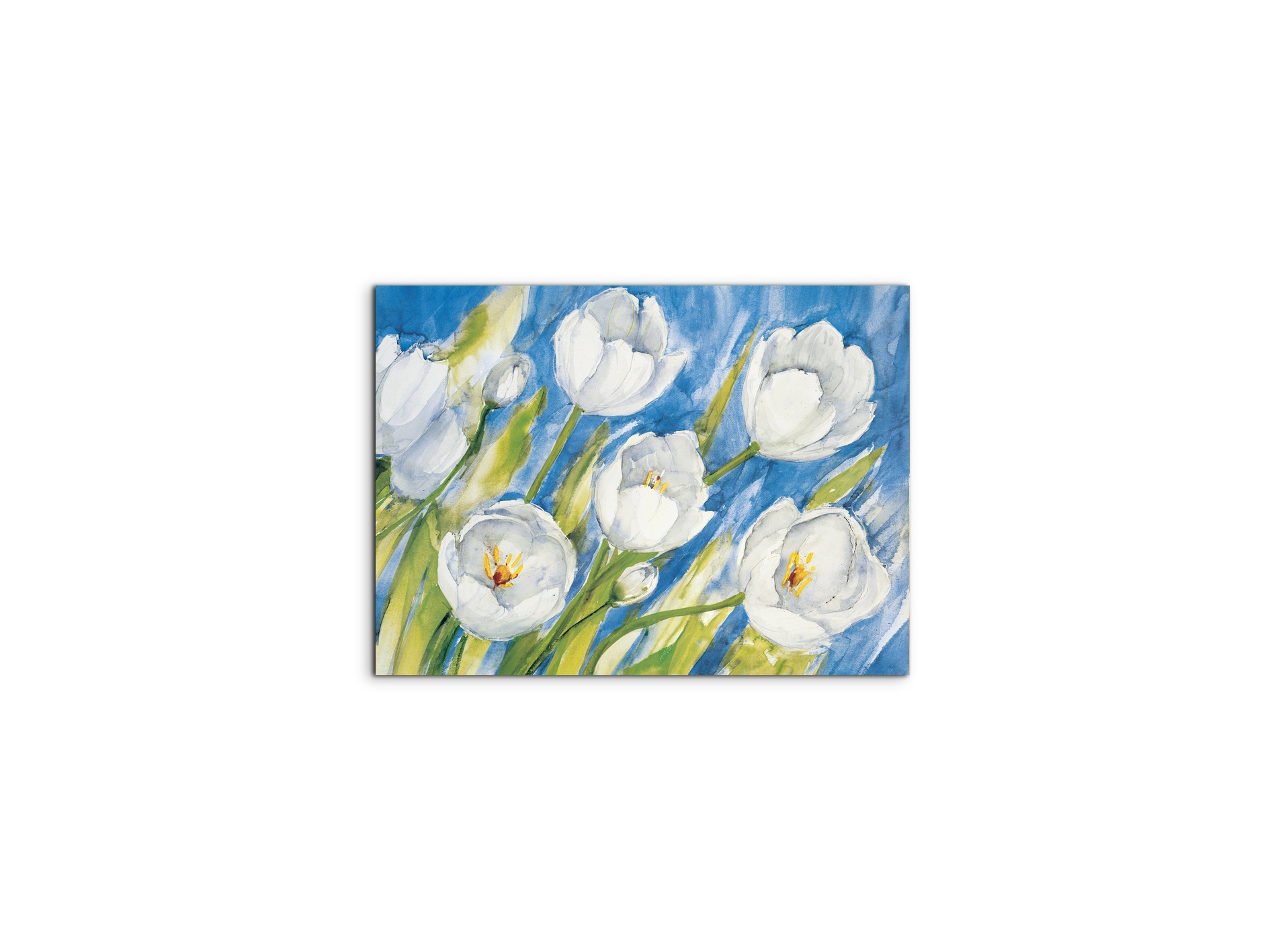 tulips-whiteec17819-