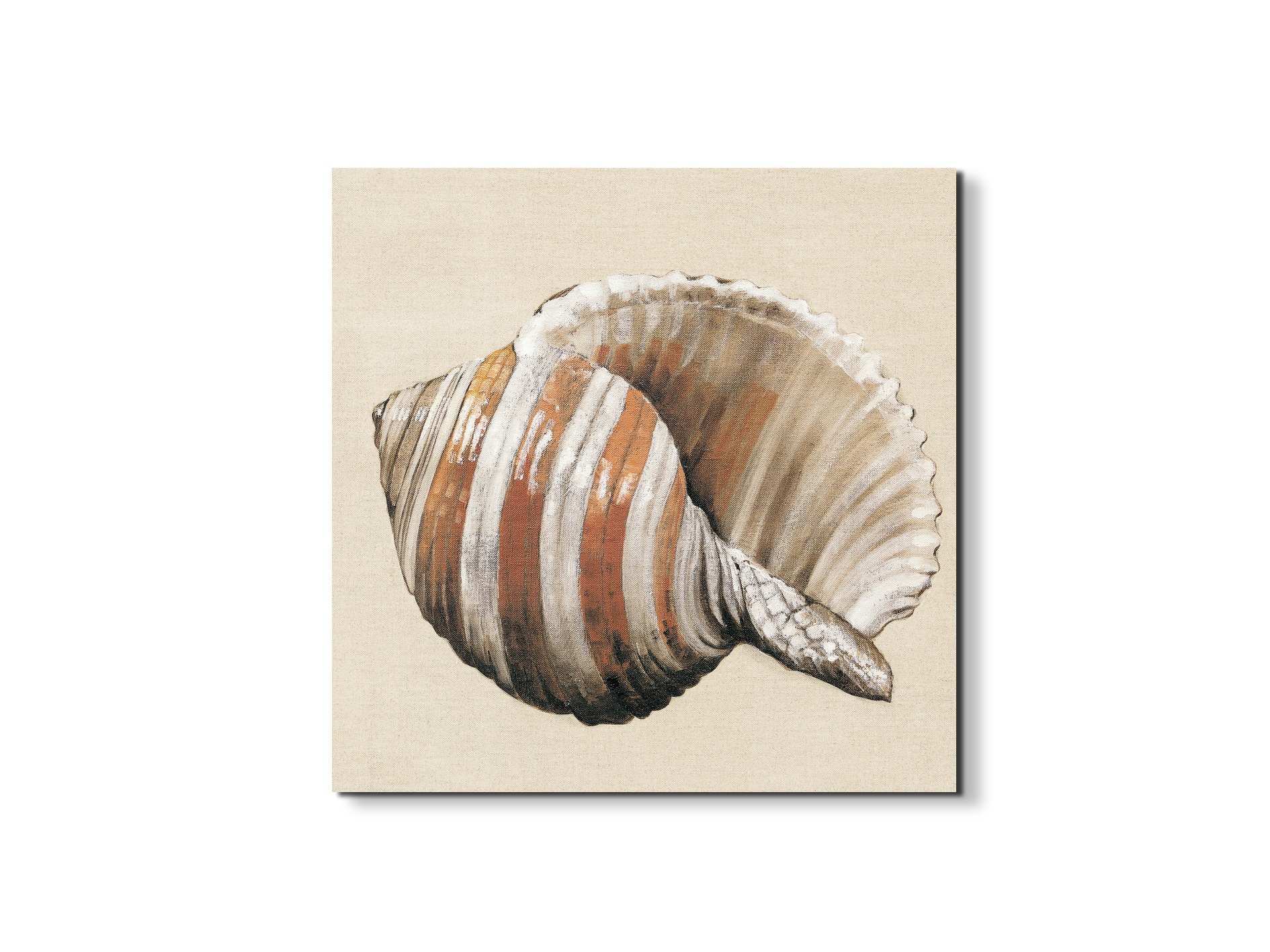 seashell-brownec18157-#materiale_EarthArt/dimensioni_58x58
