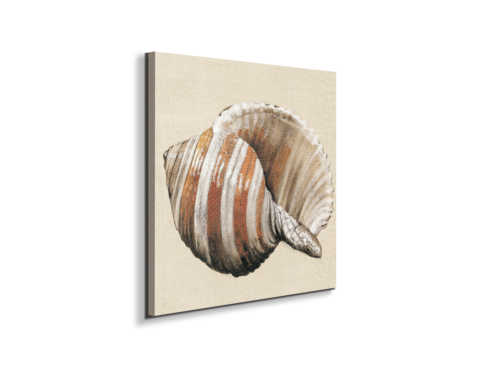 seashell-brownec18157-#materiale_EarthArt/dimensioni_58x58