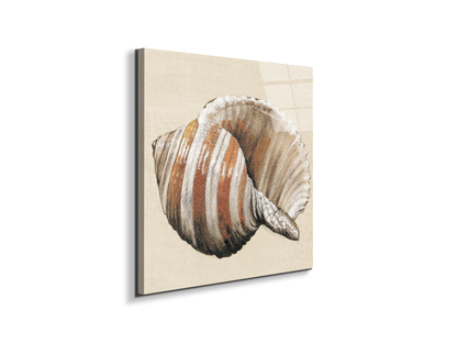 seashell-brownec18157-#materiale_EarthArt Total Gloss/dimensioni_58x58
