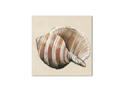 seashell-brownec18157-#materiale_MetalArt Materic/dimensioni_58x58