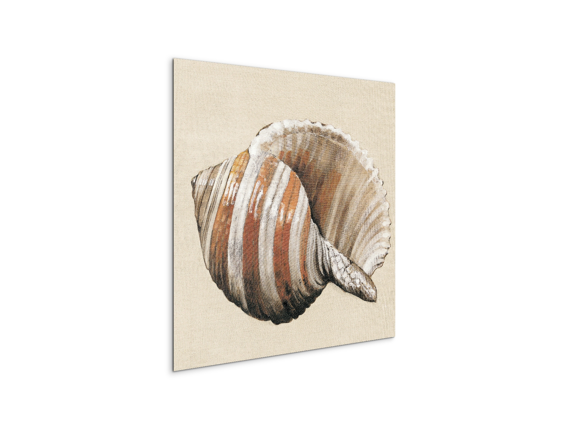 seashell-brownec18157-#materiale_MetalArt Materic/dimensioni_58x58
