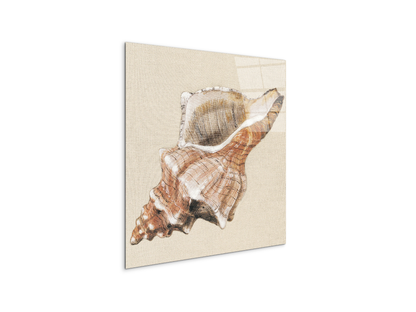 seashell-complexityec18159-