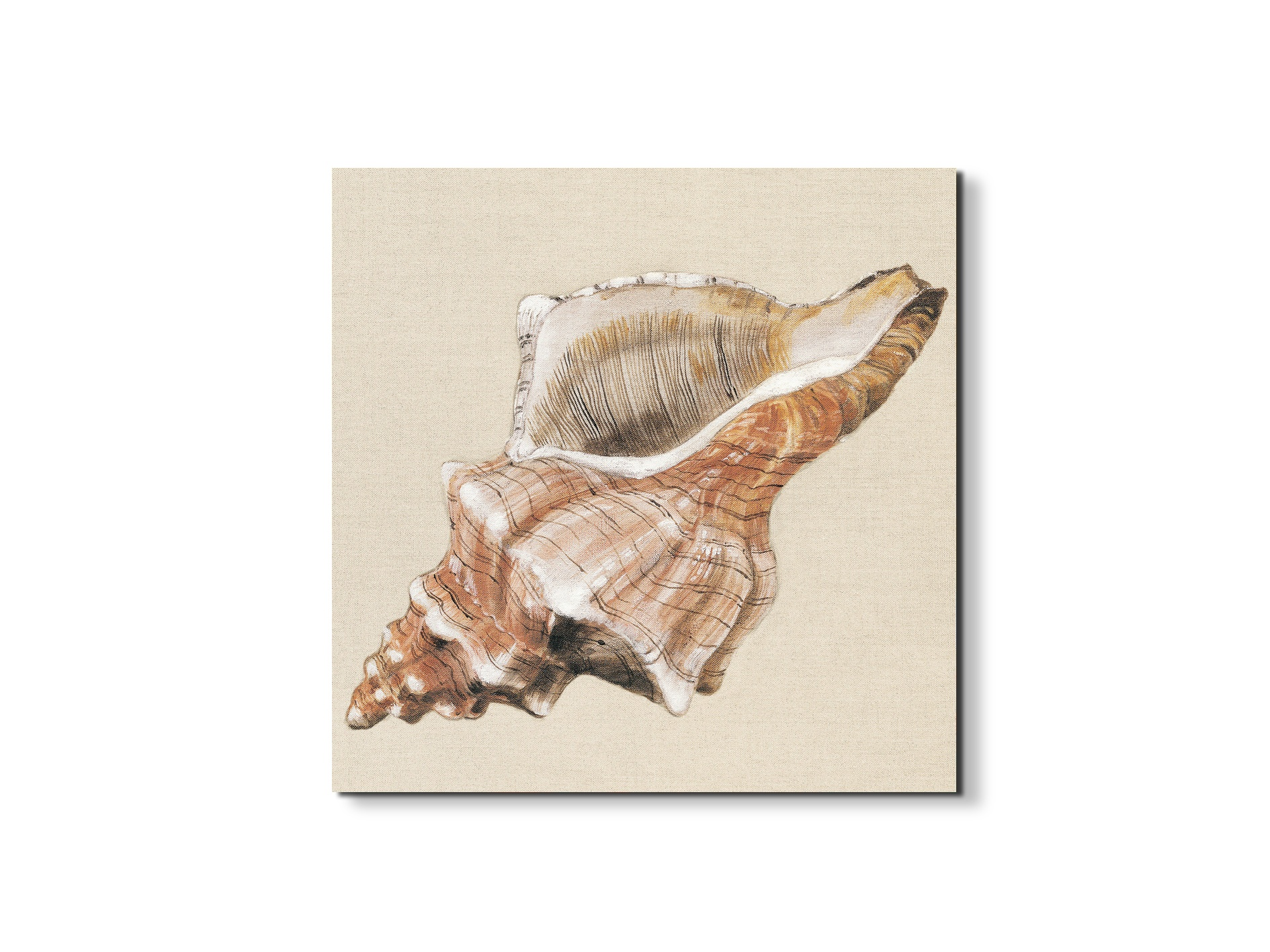 seashell-complexityec18159-#materiale_EarthArt/dimensioni_58x58