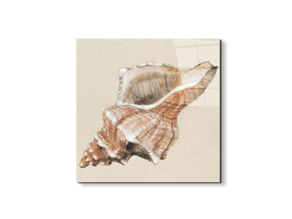 seashell-complexityec18159-