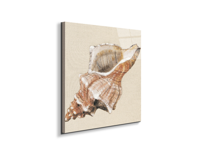 seashell-complexityec18159-