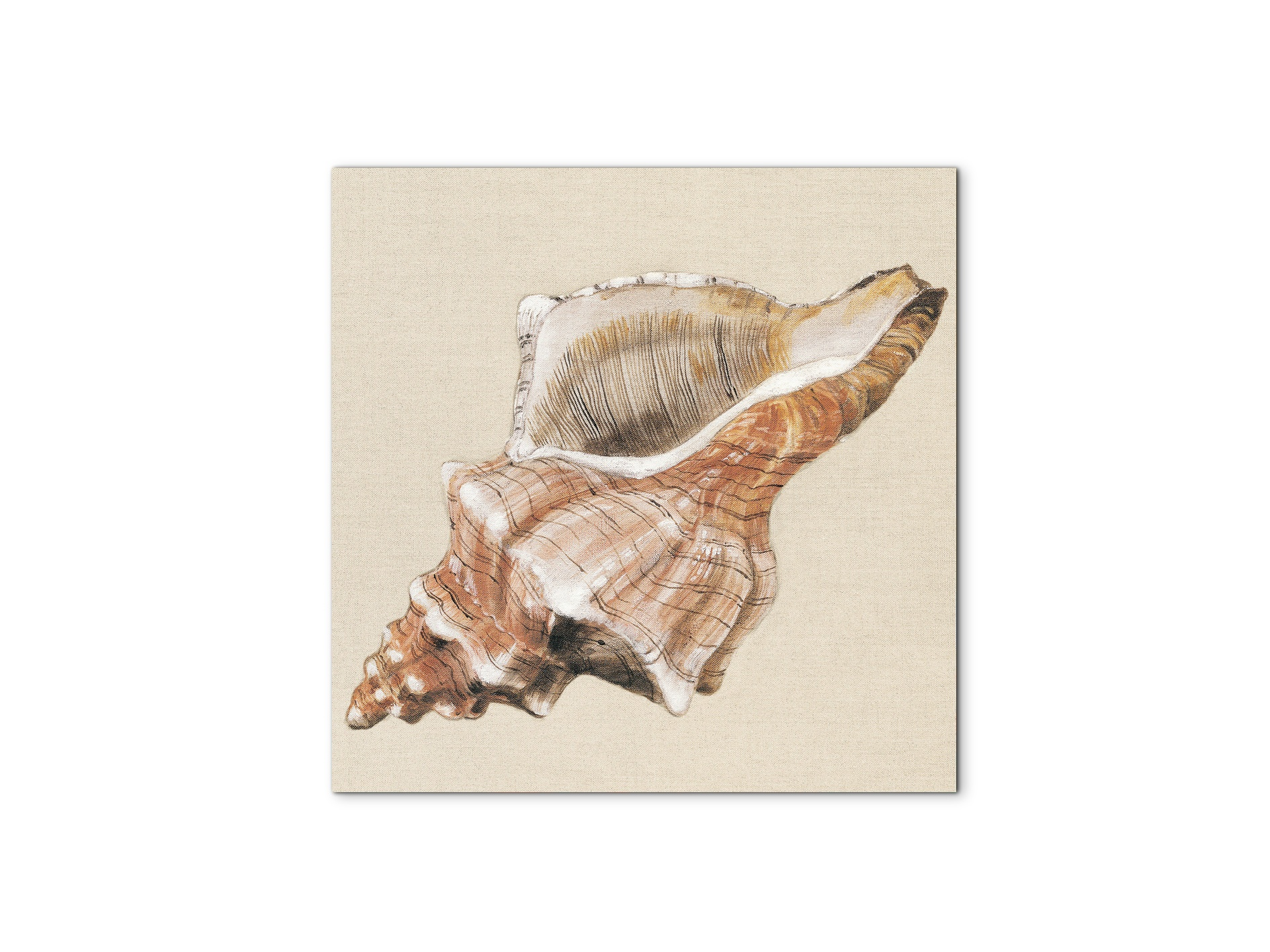 seashell-complexityec18159-