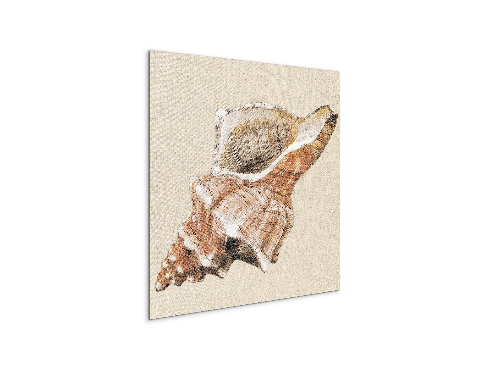 seashell-complexityec18159-