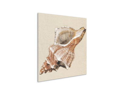 seashell-complexityec18159-