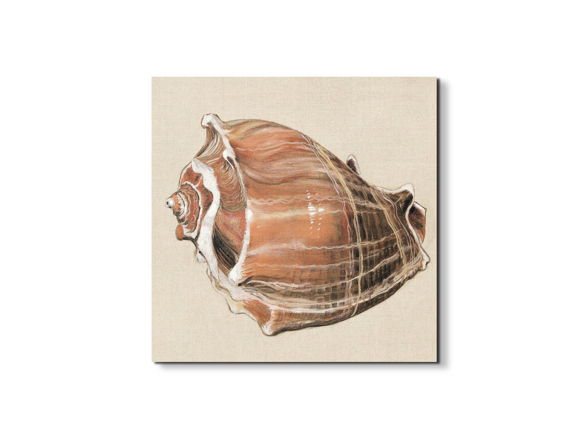 seashell-simplicityec18161-#materiale_EarthArt/dimensioni_58x58
