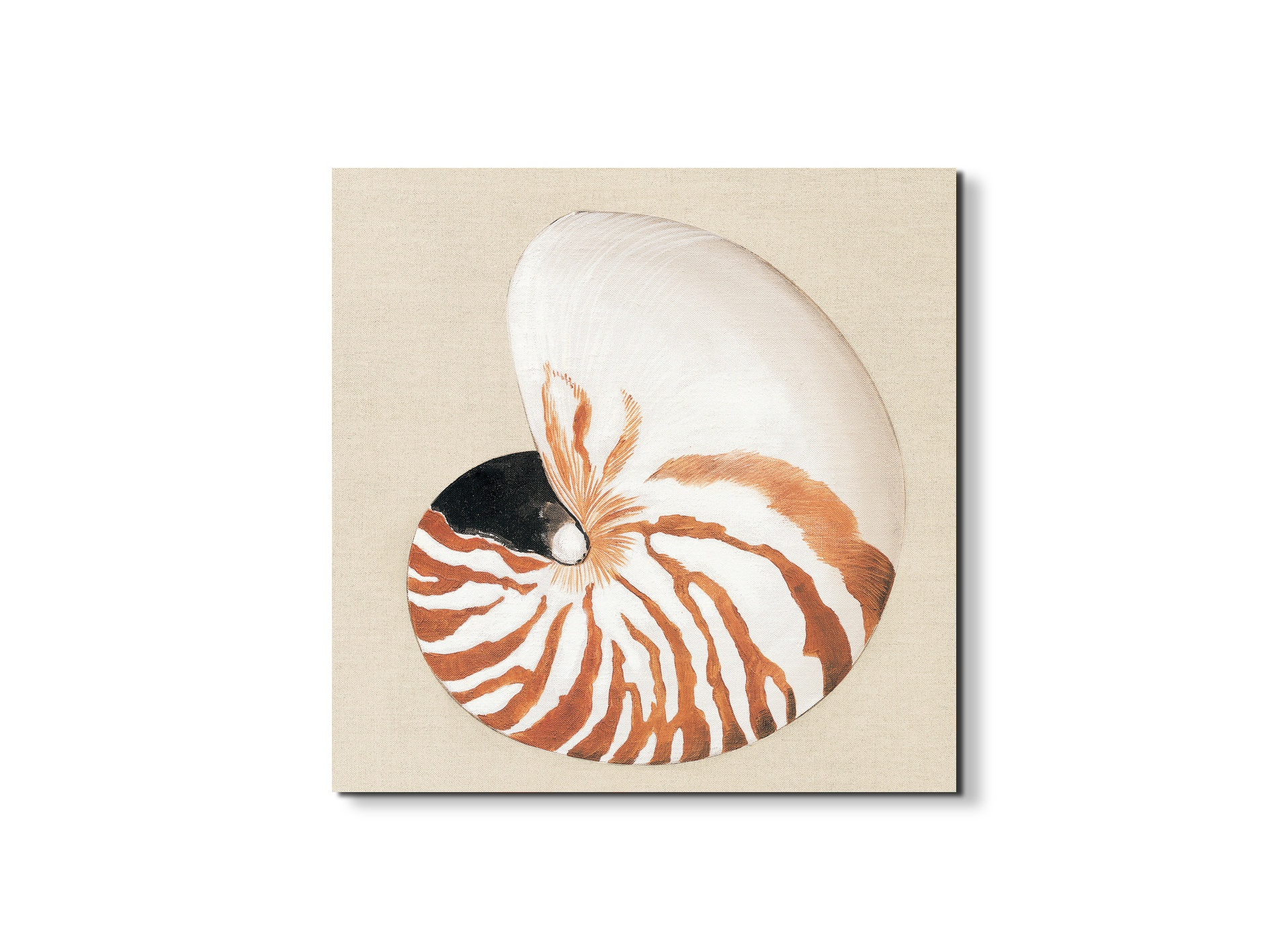 seashell-geometryec18163-#materiale_EarthArt/dimensioni_58x58