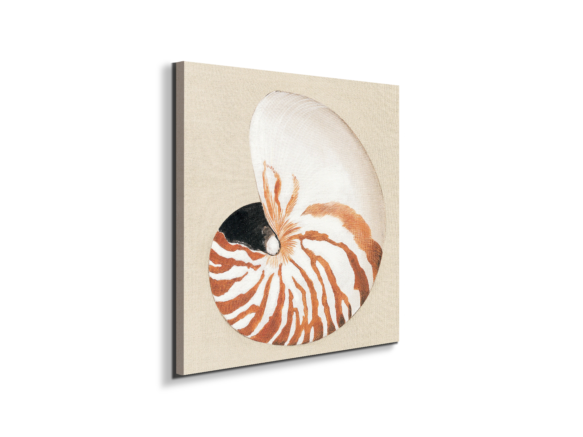 seashell-geometryec18163-#materiale_EarthArt Materic/dimensioni_58x58