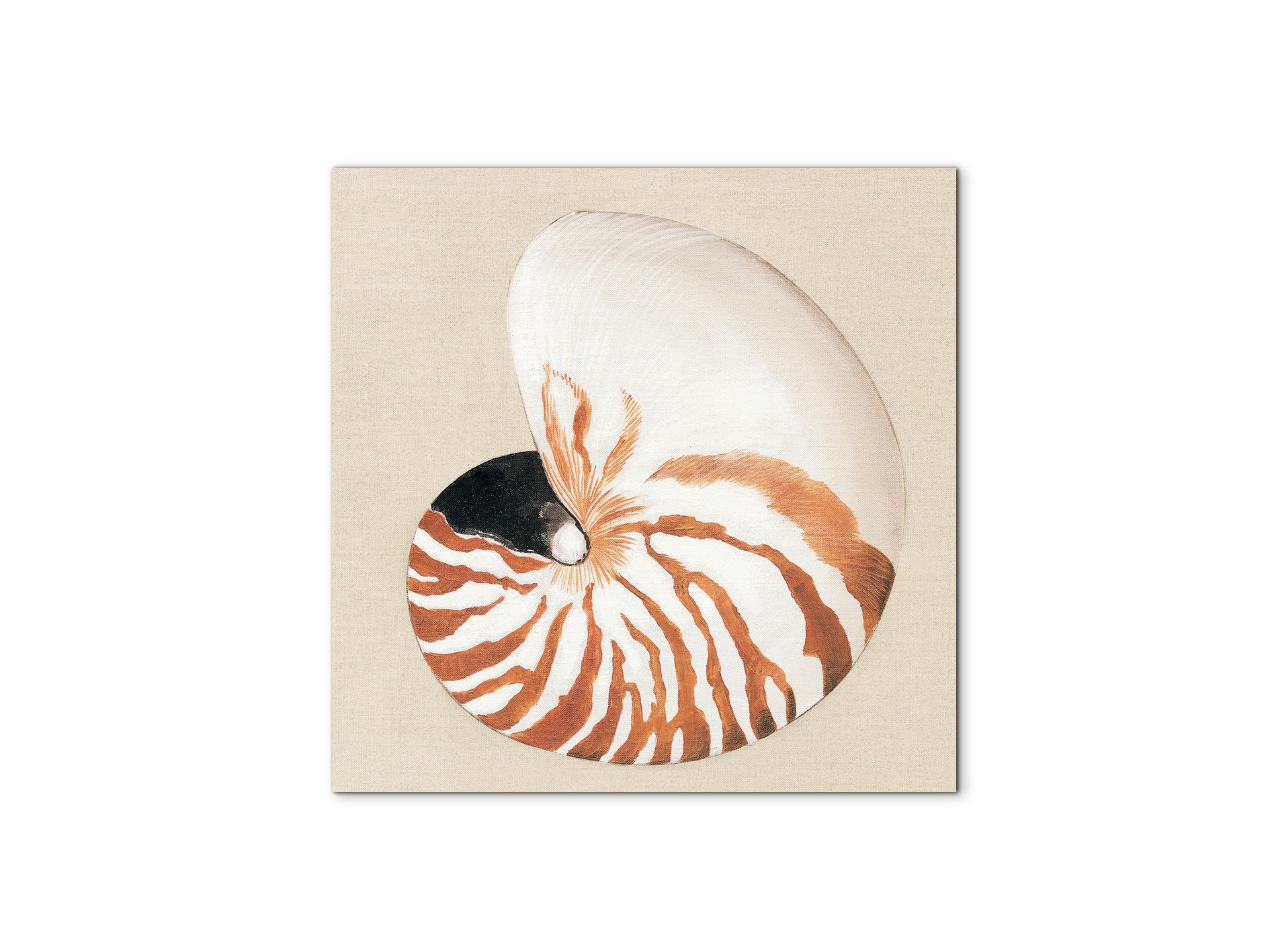 seashell-geometryec18163-#materiale_MetalArt Materic/dimensioni_58x58