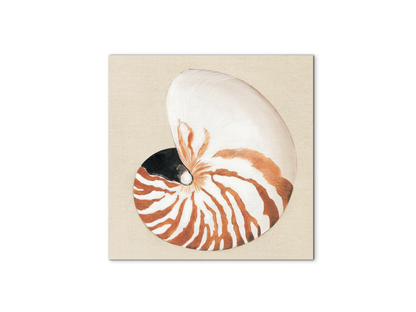 seashell-geometryec18163-#materiale_MetalArt Materic/dimensioni_58x58