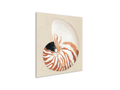 seashell-geometryec18163-#materiale_MetalArt Materic/dimensioni_58x58