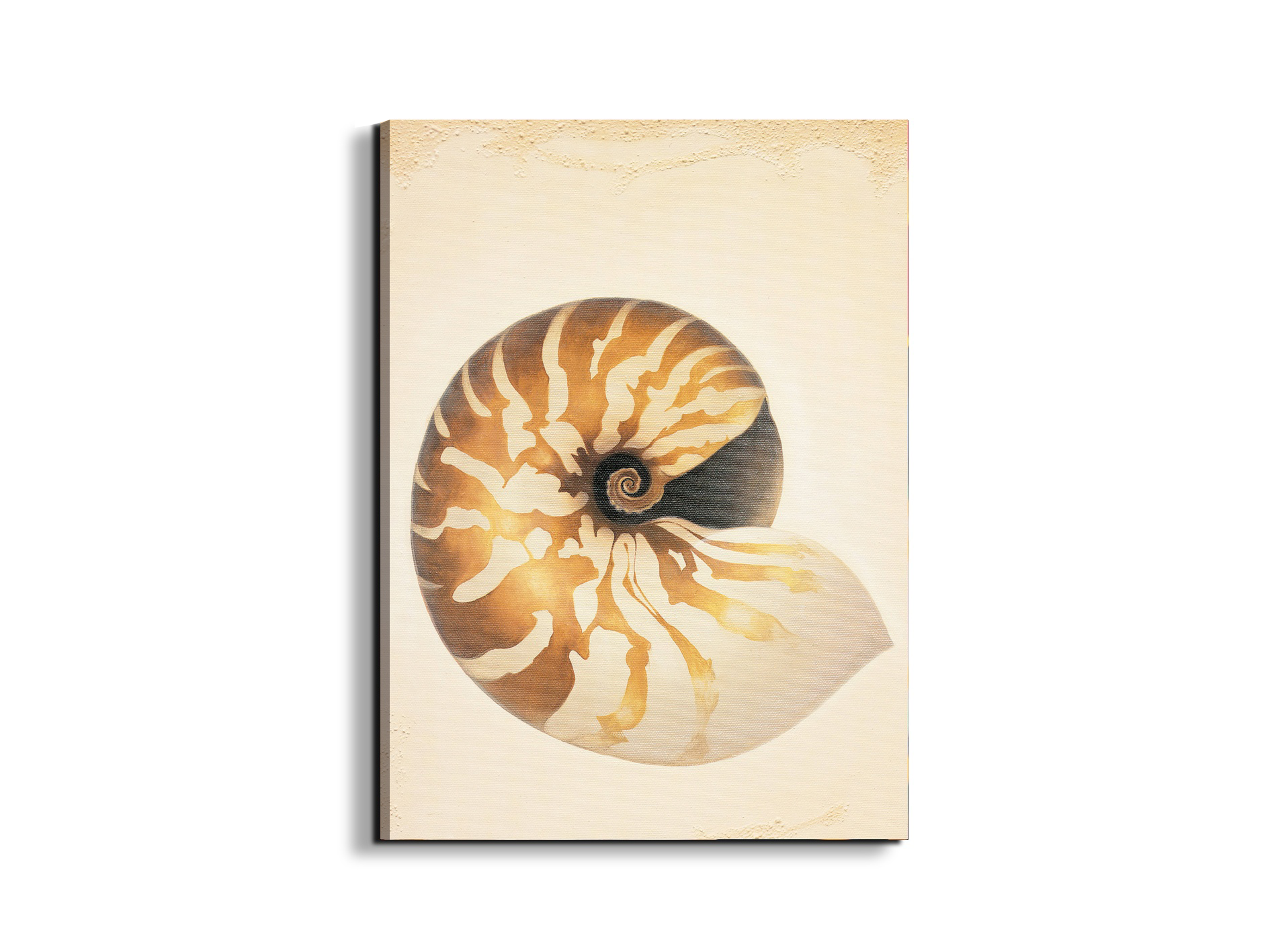 seashell-patternec18208-#materiale_EarthArt/dimensioni_58x77,5