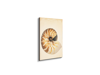 seashell-patternec18208-