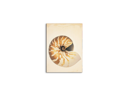 seashell-patternec18208-