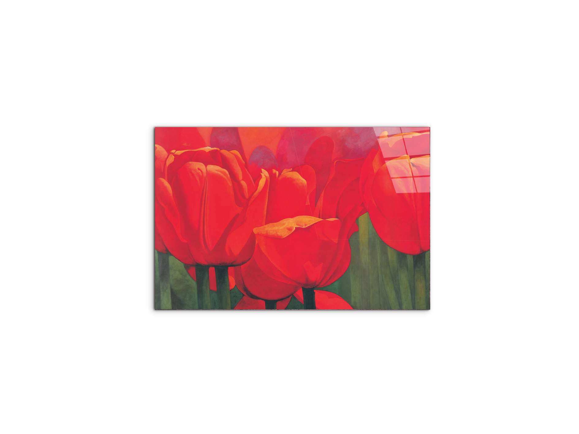 red-tulips-iec18694-