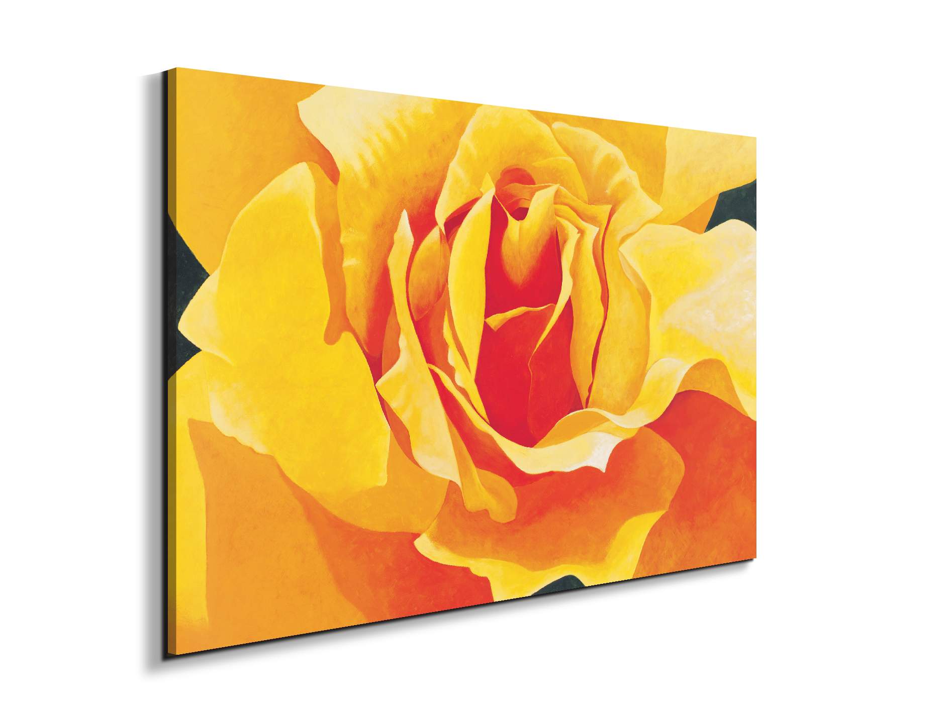 yellow-roseec20316-